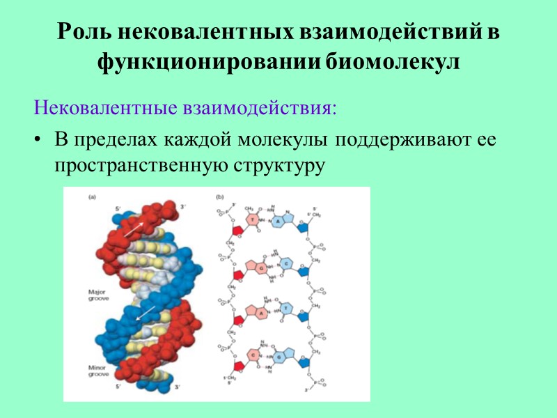 Роль нековалентных взаимодействий в функционировании биомолекул Нековалентные взаимодействия: В пределах каждой молекулы поддерживают ее